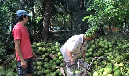 Nắng nóng, giá dừa tươi tăng vùn vụt - 1 Nông dân huyện Châu Thành (Bến Tre) thu hoạch dừa tươi bán cho thương lái