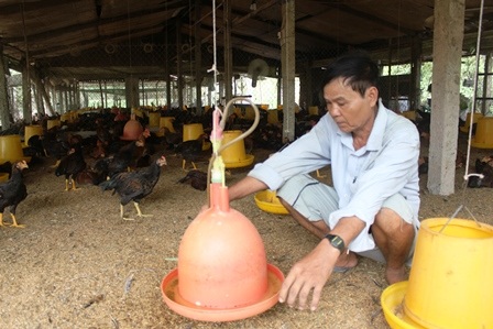 
Gà được chăm sóc cẩn thận với quy trình khép kín
