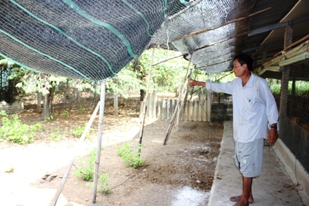 Sân kế bên chuồng để thả gà ra ngoài chạy bộ