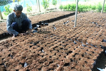 Chuẩn bị bầu để ươm cây con