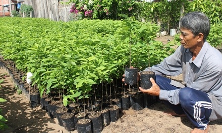 “Vương quốc” cây kiểng tất bật ươm giống sau đợt hạn, mặn - 3