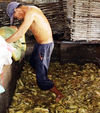 Nhân công dùng chân trần để đạp dưa mắm