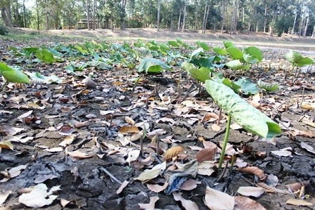 Nạo vét di tích lịch sử văn hóa Ao Bà Om đã cạn trơ đáy - 1