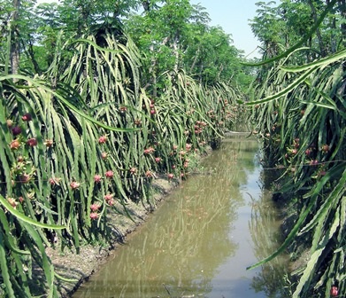 Thanh long được giá, nông dân lãi 100 triệu đồng/ha - 1 Nông dân phấn khởi vì giá thanh long đang ở mức cao