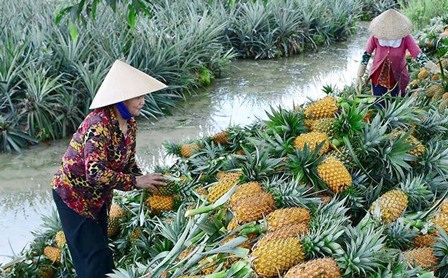 Giá dứa tăng cao, nông dân thu lãi lớn - 1 Nông dân Tân Phước (Tiền Giang) thu hoạch khóm bán cho thương lái