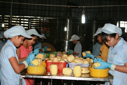 Giá dứa tăng cao, nông dân thu lãi lớn - 3
Khóm không chỉ tiêu thụ ở thị trường nội địa mà còn được chế biến xuất khẩu