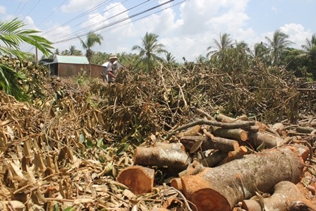 Vườn cây ăn trái bị đốn hạ để làm củi