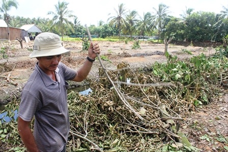 Gia đình ông Hùng ngậm ngùi đốn bỏ vườn chôm chôm