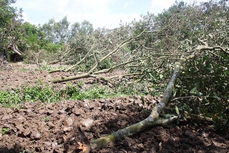 Vườn chôm chôm bị đốn hạ sau đợt hạn, mặn