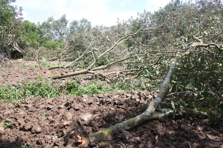 Nhiều nhà vườn buộc phải bứng cây ăn trái sau đợt hạn, mặn vừa qua