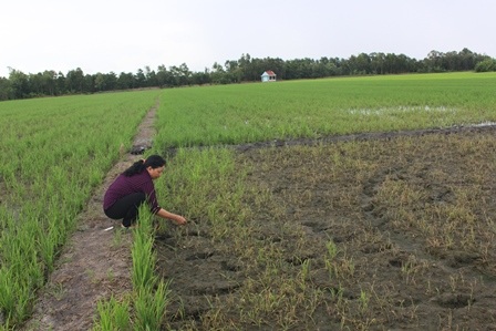 
Người dân tố do bón phân Lio Thái nên lúa chết hàng loạt

