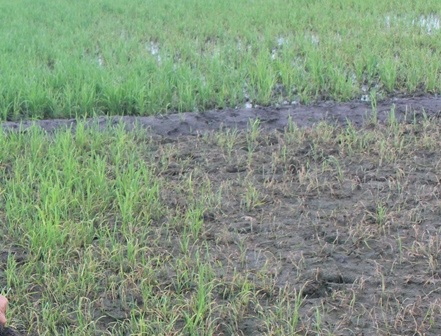 
Sau khi bón phân, lúa héo lá rồi chết từ từ
