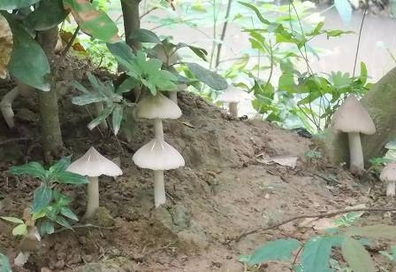 Nấm mối hơn 1 triệu đồng/kg, người có tiền cũng chưa chắc mua được hàng - 1
Nấm mối thường mọc trong vườn cây vào mùa mưa
