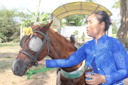 Chăm sóc ngựa những lúc rảnh rỗi