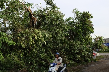 
Tan hoang sau vụ lốc xoáy.
