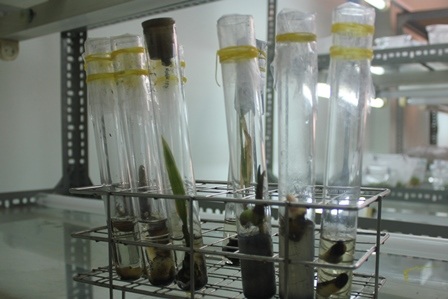 
Sản xuất giống dừa sáp bằng phương pháp cấy phôi tại trường Đại học Trà Vinh
