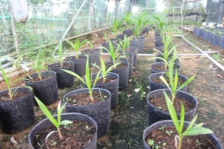 
Sau khi cấy phôi được đem ra vườn ươm
