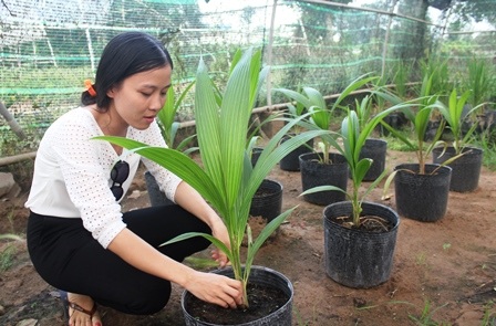 
Cây dừa cao hơn 1 mét có thể đem ra ngoài tự nhiên trồng
