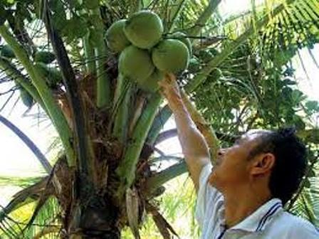 Trồng dừa sáp cấy phôi, cơ hội giúp nông dân làm giàu - 6
Trồng dừa sáp từ giống cấy phôi sẽ giúp nông dân tăng thu nhập