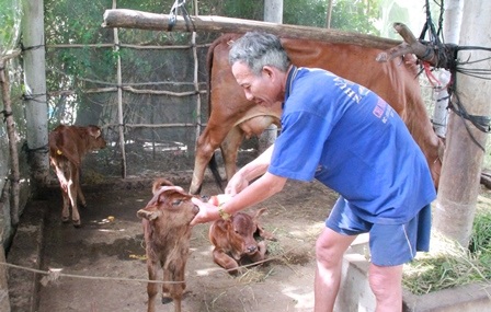 Bến Tre: Đổ xô xem con bò cái hạ sinh 3 con bê - 2