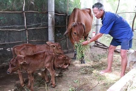 
Ông Nghĩa tất bật chăm sóc, cho bò uống thêm sữa 
