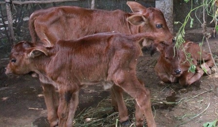 
Ba con bê giống hệt nhau và đều khỏe mạnh
