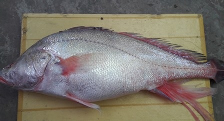 Bắt được cá nghi là sủ vàng nặng gần 6kg trên sông Hậu - 2 Bắt được cá nghi là sủ vàng nặng gần 6kg trên sông Hậu - 2