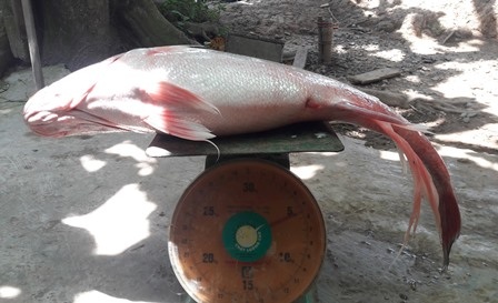 Bắt được cá nghi là sủ vàng nặng gần 6kg trên sông Hậu - 3 Cá dài gần 1 mét và nặng gần 6kg