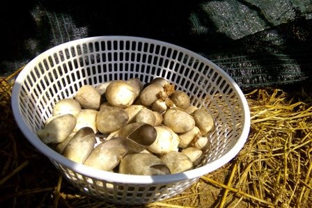 Người dân Sài thành rộ trào lưu trồng nấm sạch tại nhà - 2 Nấm rơm cũng dễ trồng