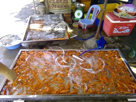 Cá chép dùng để phóng sanh trong lễ tiễn ông Táo về trời giá 15.000 đồng/con