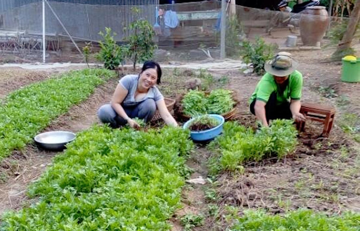Đua nhau lên mạng bán rau quả - 2 Vườn rau sạch