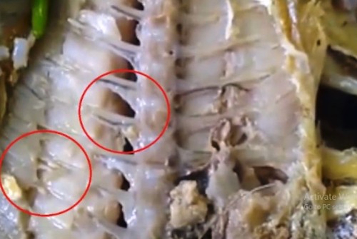 Thực phẩm bẩn: "Chăm chăm khi nào có ngộ độc mới xử lý...." - 2
Cách đây 2 tháng, vụ cơm có dòi xảy ra tại căng tin B3 của KTX ĐHQG TPHCM khiến sinh viên rất hoang mang.