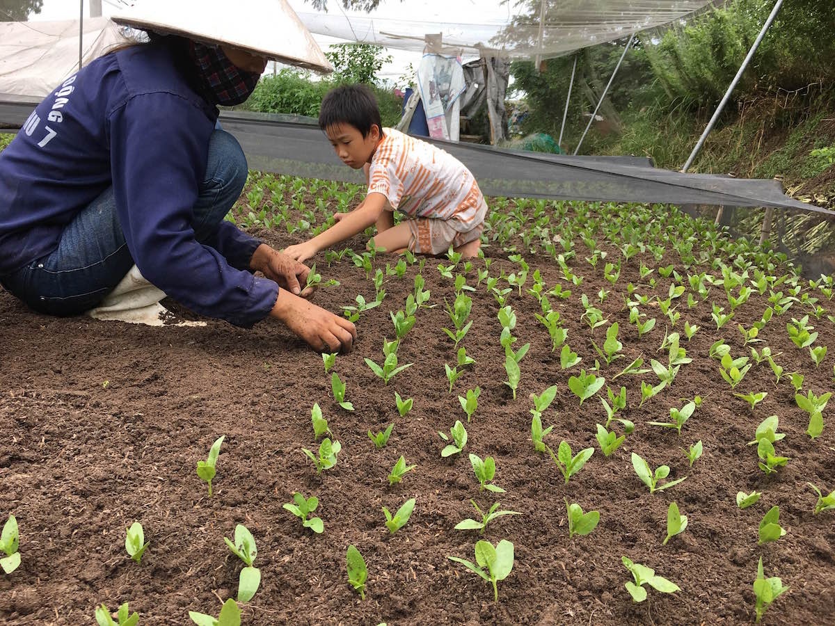 
Rau sạch, giấc mơ thị thành
