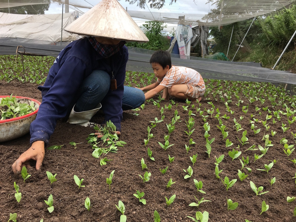 Phụ mẹ trồng rau
