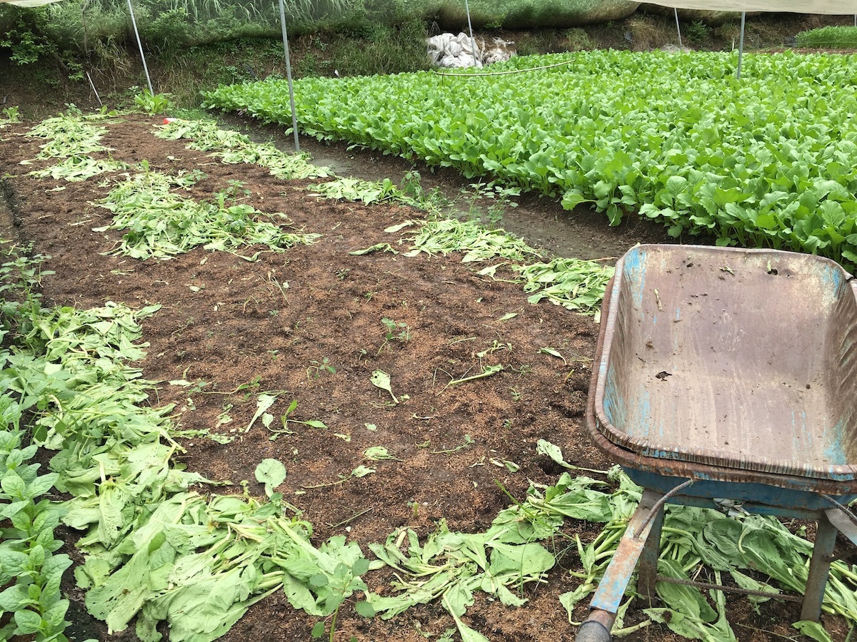 Cay đắng phận trồng rau - 2