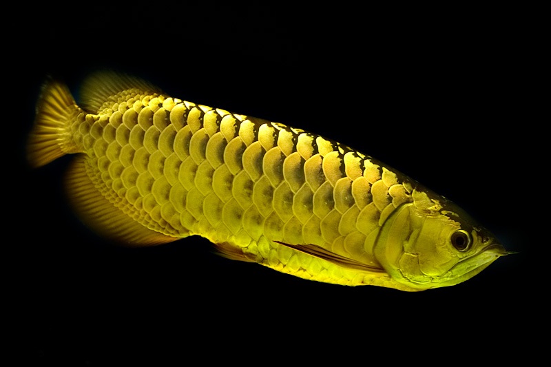 Cá rồng quá bối 24K cả thân hình lấp lánh như một thỏi vàng quý nên nhiều người quan niệm sở hữu được một chú cá này sẽ mang đến nhiều tài lộc (Ảnh: K.L)