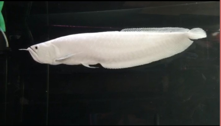 
Một con cá rồng Bạch Long thuộc vào hàng hiếm có giá lên tới cả trăm triệu
