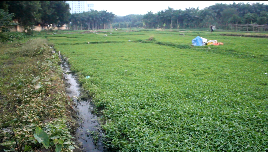 
Cách đó không xa, một số hộ lại tận dụng trồng rau trong ao chứa nước thải của thôn
