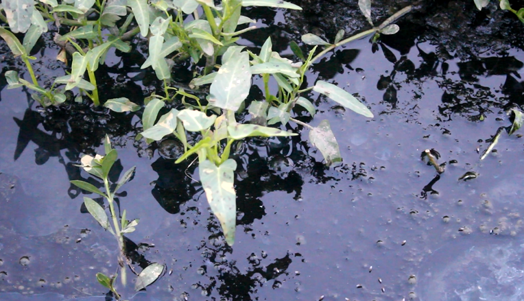 
Rau được trồng trên nước bùn đen, sủi bọt trắng xóa và bốc mùi hôi thối
