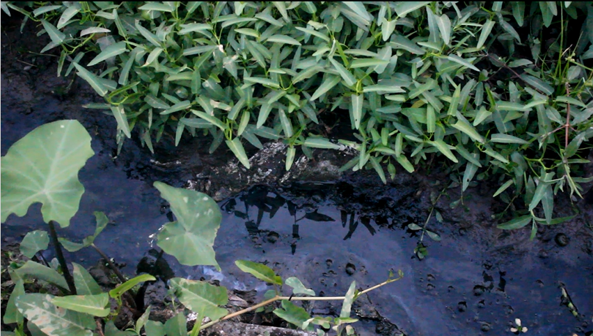 
Trao đổi với Dân trí, PGS.TS Nguyễn Hồng Minh – Giám đốc Trung tâm nghiên cứu và phát triển giống rau chất lượng cao – Học viện Nông nghiệp Việt Nam cho rằng, việc trồng rau trên đất ô nhiễm hoặc sử dụng nước tưới ô nhiễm ảnh hưởng tiêu cực đến chất lượng rau. Rau có thể bị nhiễm khuẩn, nhiễm vi sinh vật, nhiễm hóa chất độc hại và gây ngộ độc cho người sử dụng. Tuy nhiên, mức độ độc hại này như thế nào thì cần phải lấy mẫu đất trồng rau để xét nghiệm cụ thể.
