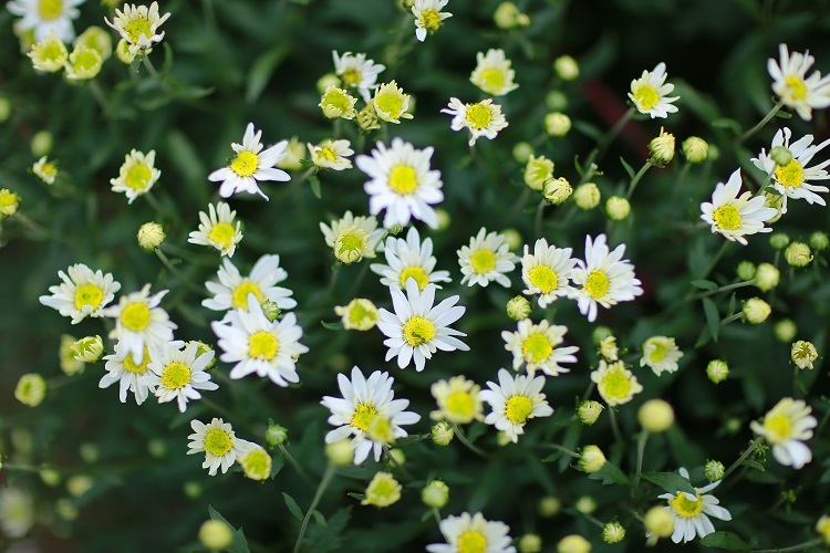 Những bông cúc họa mi có nhụy vàng xanh với những cánh trắng muốt, nhỏ nhắn xòe đều và đẹp đến nao lòng.