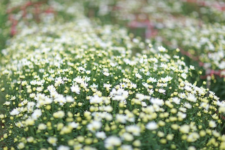 Cúc họa mi được trồng nhiều nhất ở các làng hoa như Tây Tựu, Nhật Tân... Vào mùa hoa, người dân ở đây thường thức dậy từ sớm để cắt hoa, phân loại rồi mang ra chợ bán