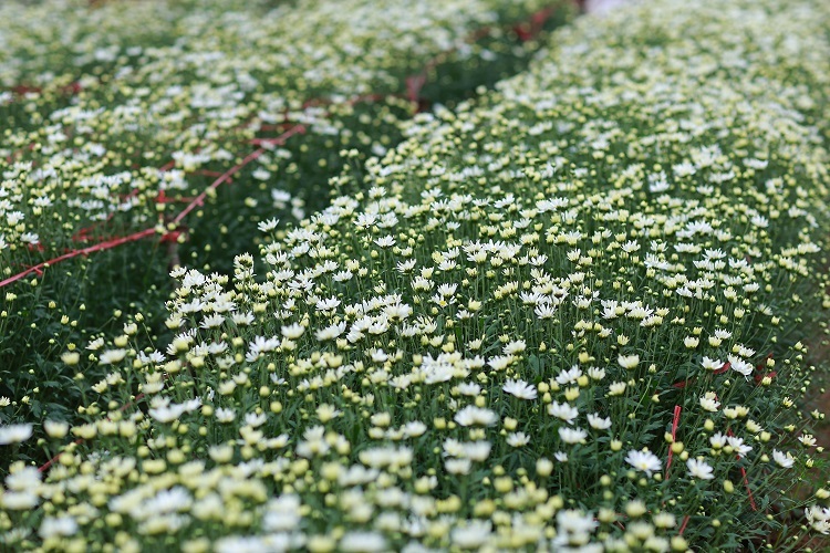 Vẻ đẹp tinh khôi, trắng ngần của cúc họa mi làm nên một nét đẹp riêng cho loại hoa này