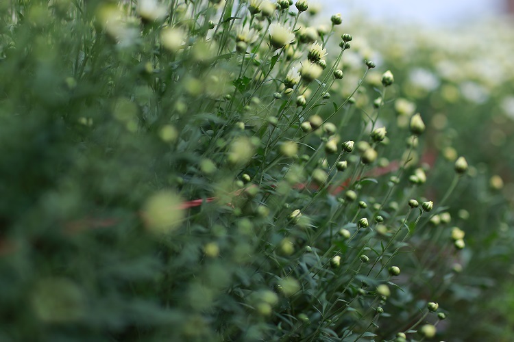 Cúc họa mi bắt đầu nở rộ vào tháng 11, đứng giữa vườn hoa, nhiều người không khỏi cảm thấy choáng ngợp và thích thú khi chứng kiến những cánh đồng hoa trắng muốt, tinh khôi trải dài vút tầm mắt