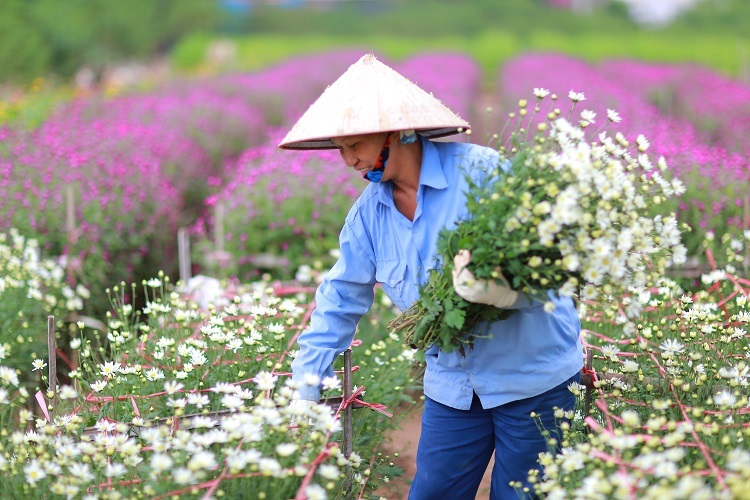 Năm nay, mùa cúc họa mi đến muộn hơn mọi năm... Khi những bông hoa cúc cuối cùng bung nở cũng là lúc báo hiệu mùa đông đã về trên phố