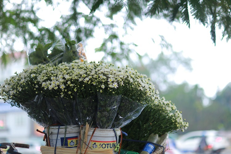 
Chính bởi sự vội đến vội đi của cúc họa mi mà người bán tranh thủ bán, người mua cũng tranh thủ mua để kịp thưởng ngoạn cái mong manh, cái thuần khiết mang tên loài hoa này.
