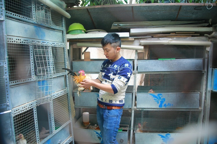 Trang trại nuôi gà cảnh của anh Huế có diện tích vỏn vẹn gần 10m2 với tổng số khoảng 50 con gà cảnh