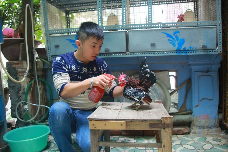 Để gà Serama có dáng đứng chuẩn, việc tập luyện và chăm sóc vô cùng quan trọng