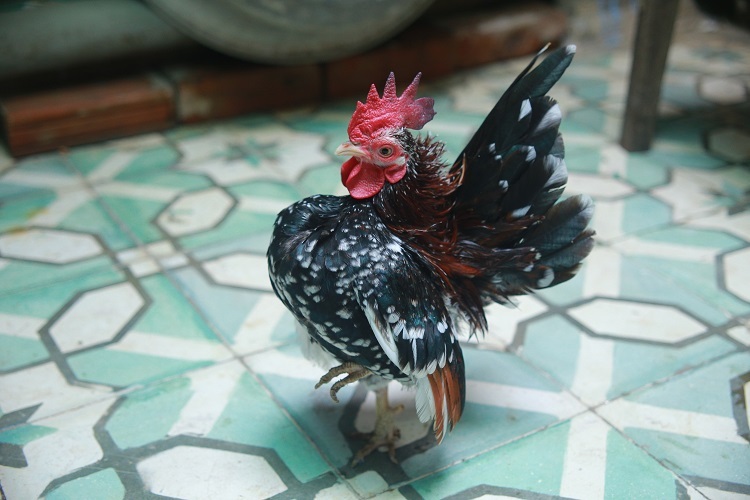 
Hiện nay, trên thị trường, loại gà cảnh này được rao bán với giá vào khoảng 3 triệu đồng/cặp
