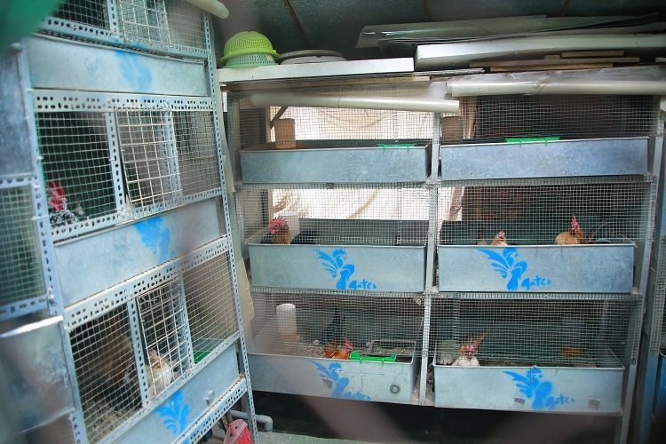 Để tận dụng diện tích, Huế thiết kế thành 10 chuồng gà to, mỗi chuồng 3 tầng và dành khoảng không thích hợp để gà tắm nắng